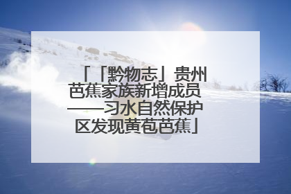 「黔物志」贵州芭蕉家族新增成员——习水自然保护区发现黄苞芭蕉