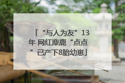 “与人为友”13年 网红麋鹿“点点”已产下8胎幼崽