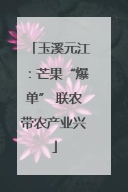 玉溪元江：芒果“爆单” 联农带农产业兴