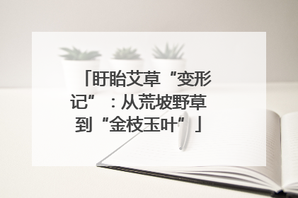 盱眙艾草“变形记”：从荒坡野草到“金枝玉叶”