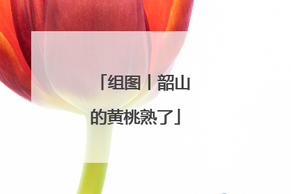 组图丨韶山的黄桃熟了