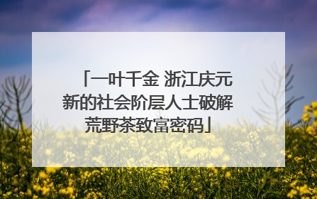 一叶千金 浙江庆元新的社会阶层人士破解荒野茶致富密码