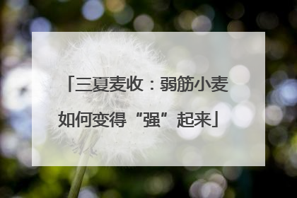 三夏麦收：弱筋小麦如何变得“强”起来