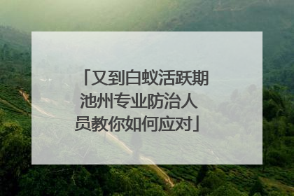 又到白蚁活跃期 池州专业防治人员教你如何应对