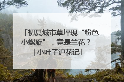 初夏城市草坪现“粉色小螺旋”，竟是兰花？ | 小叶子沪花记