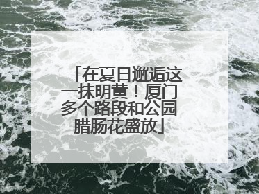 在夏日邂逅这一抹明黄！厦门多个路段和公园腊肠花盛放