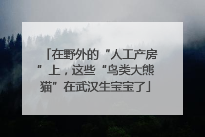 在野外的“人工产房”上，这些“鸟类大熊猫”在武汉生宝宝了