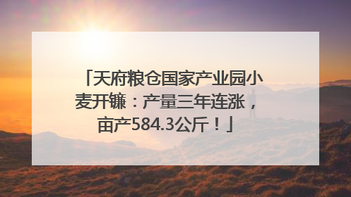 天府粮仓国家产业园小麦开镰：产量三年连涨，亩产584.3公斤！