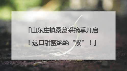 山东庄镇桑葚采摘季开启！这口甜蜜绝绝“紫”！