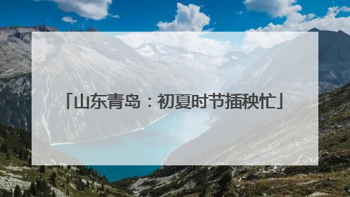山东青岛：初夏时节插秧忙