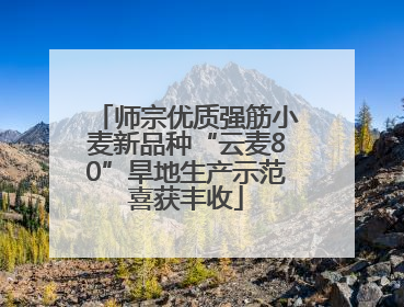 师宗优质强筋小麦新品种“云麦80”旱地生产示范喜获丰收