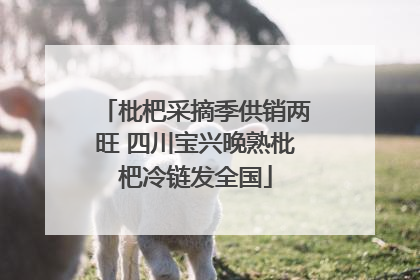 枇杷采摘季供销两旺 四川宝兴晚熟枇杷冷链发全国