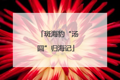 斑海豹“汤圆”归海记