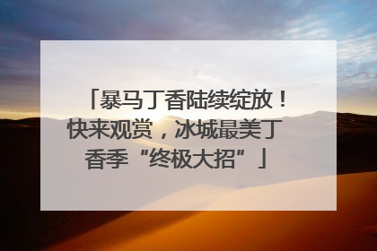 暴马丁香陆续绽放！快来观赏，冰城最美丁香季“终极大招”
