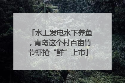 水上发电水下养鱼，青岛这个村百亩竹节虾抢“鲜”上市