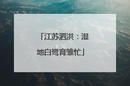 江苏泗洪：湿地白鹭育雏忙