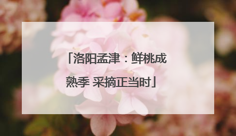 洛阳孟津：鲜桃成熟季 采摘正当时