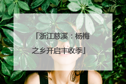 浙江慈溪：杨梅之乡开启丰收季