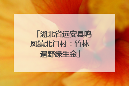 湖北省远安县鸣凤镇北门村：竹林遍野绿生金