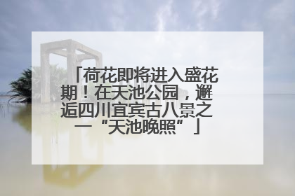荷花即将进入盛花期！在天池公园，邂逅四川宜宾古八景之一“天池晚照”