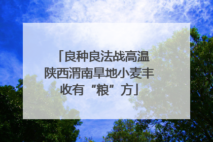 良种良法战高温 陕西渭南旱地小麦丰收有“粮”方