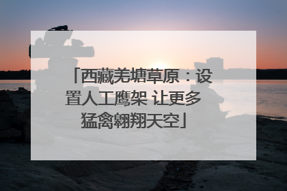 西藏羌塘草原：设置人工鹰架 让更多猛禽翱翔天空