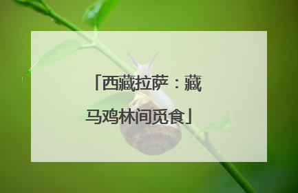 西藏拉萨：藏马鸡林间觅食