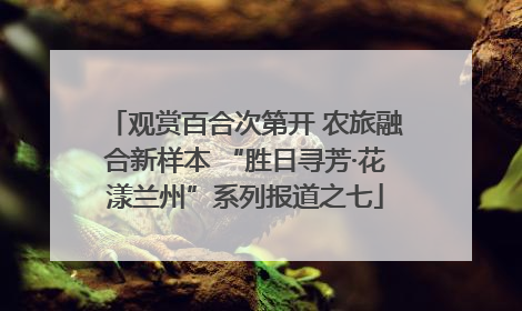 观赏百合次第开 农旅融合新样本 “胜日寻芳·花漾兰州”系列报道之七