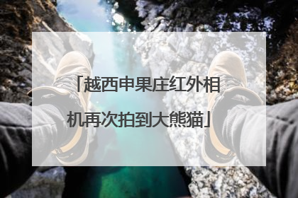 越西申果庄红外相机再次拍到大熊猫