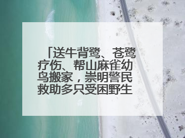 送牛背鹭、苍鹭疗伤、帮山麻雀幼鸟搬家，崇明警民救助多只受困野生保护鸟类