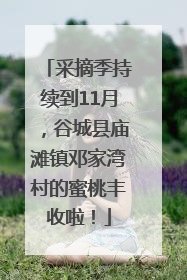 采摘季持续到11月，谷城县庙滩镇邓家湾村的蜜桃丰收啦！