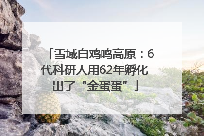 雪域白鸡鸣高原：6代科研人用62年孵化出了“金蛋蛋”