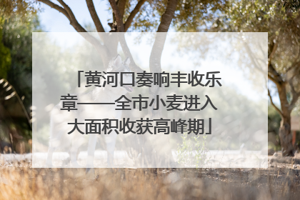 黄河口奏响丰收乐章——全市小麦进入大面积收获高峰期
