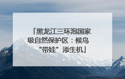 黑龙江三环泡国家级自然保护区：候鸟“带娃”添生机