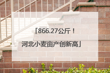 866.27公斤！河北小麦亩产创新高